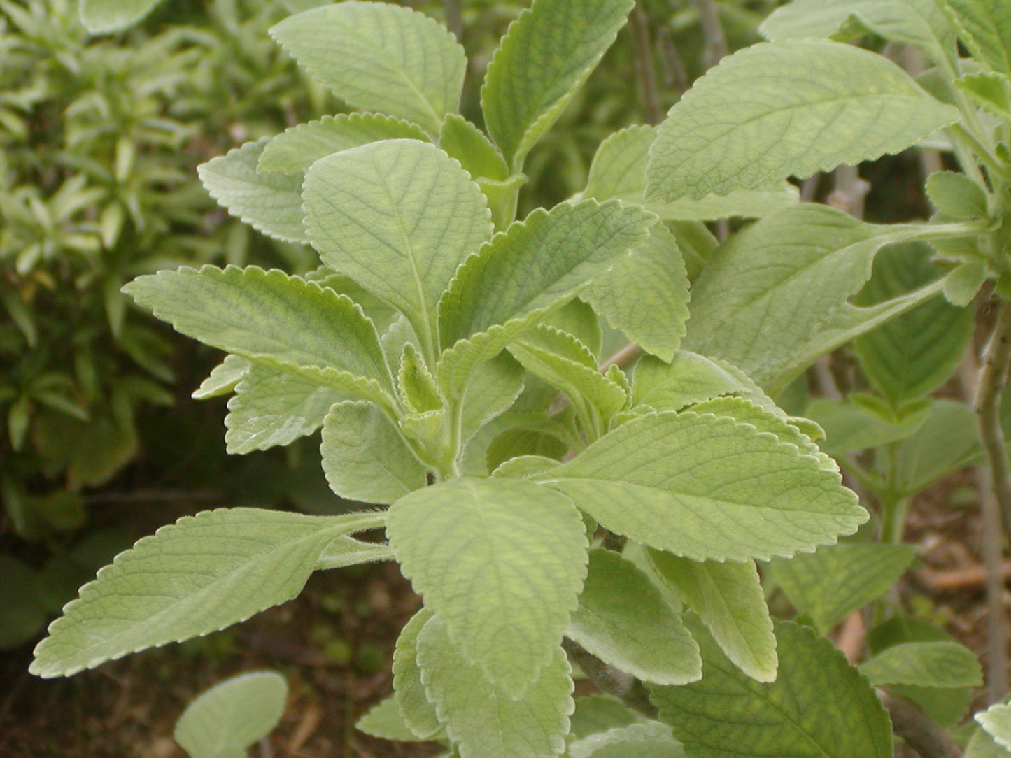 Mangerikon Tea Blend