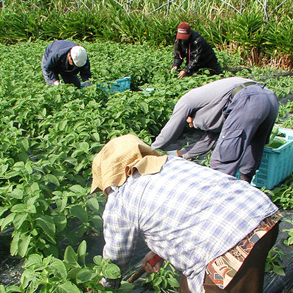 Mangerikon Tea Blend