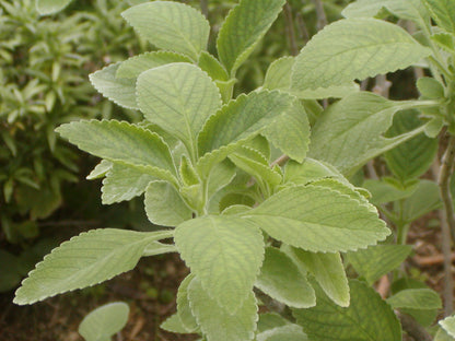 Mangerikon Tea Blend