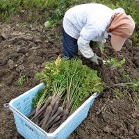 Black Carrot Boost – Okinawan Antioxidant Tablets (1000 Count)