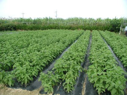 Mangerikon Tea Blend